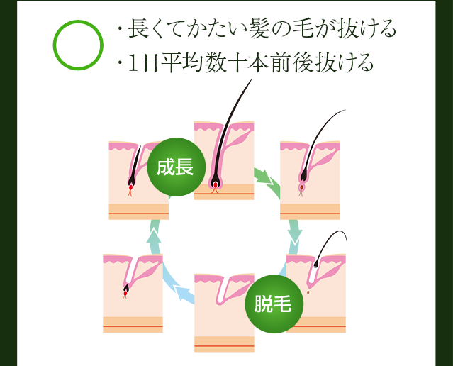 ・長くてかたい髪の毛が抜ける・1日平均数十本前後抜ける