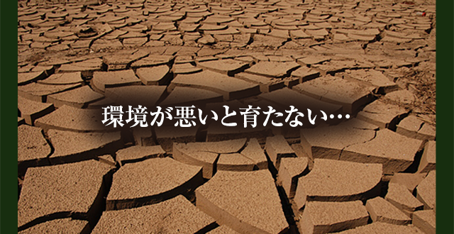 環境が悪いと育たない…