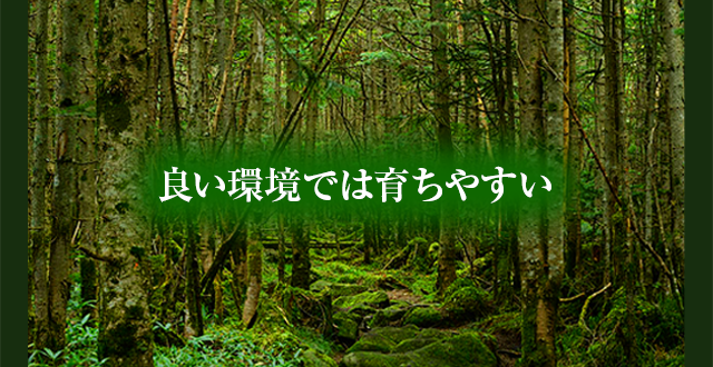 良い環境では育ちやすい