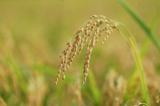 日本の宝ともいえる食材、米のパワーはビューティケアでも大活躍